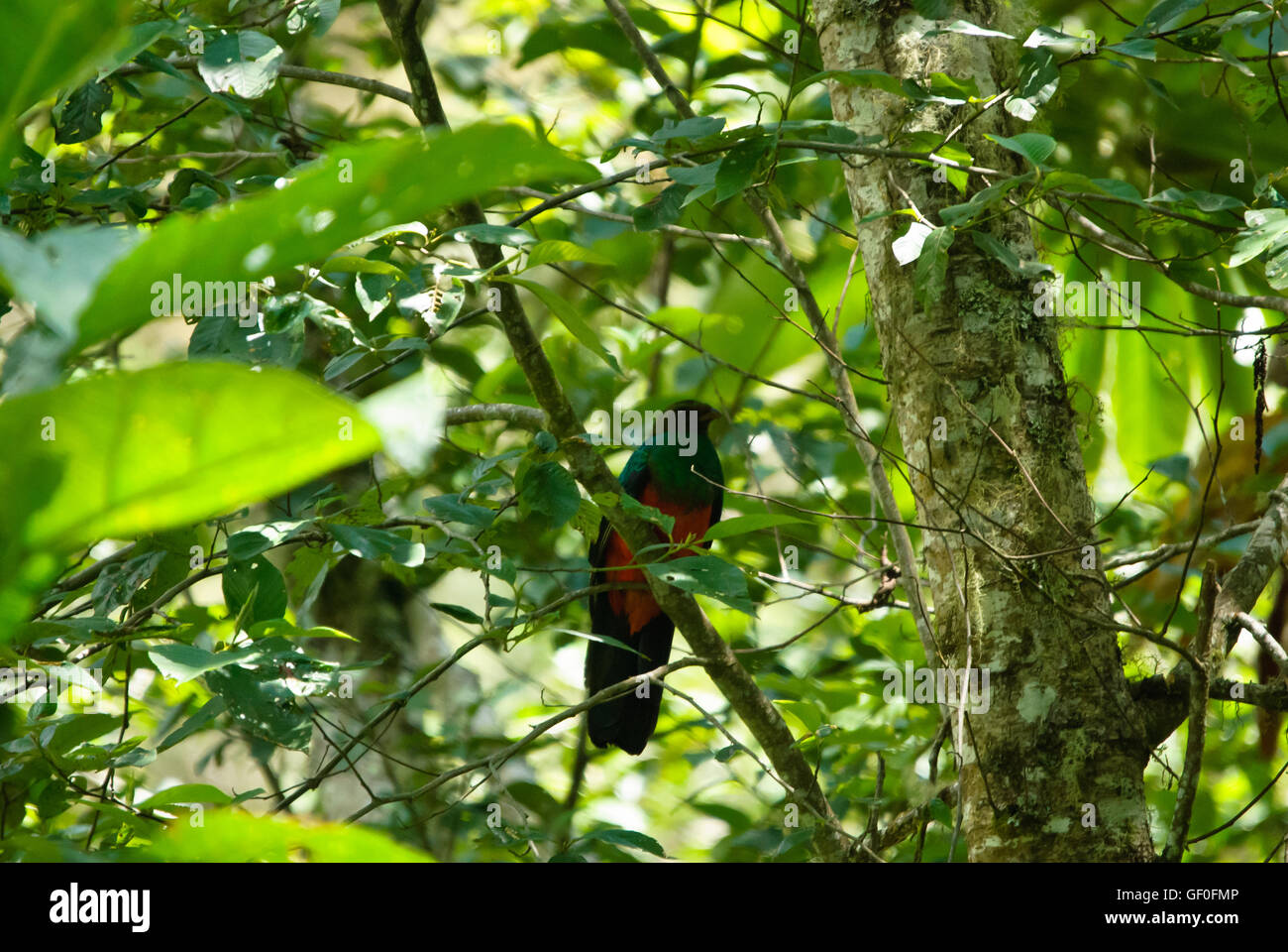Quetzal à tête d'or se cacher au milieu de la canopée de la forêt de nuages dans le parc national de Manu. Banque D'Images