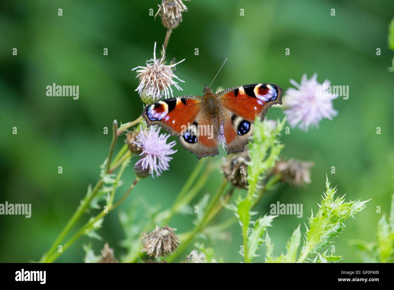 Peacock dans les buissons, Pays-Bas Banque D'Images