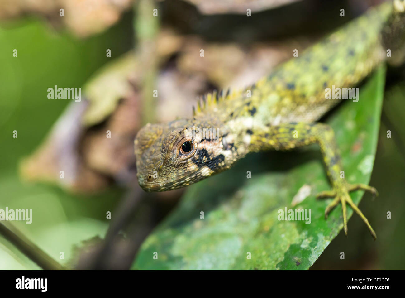 Bien camouflée de forêt amazonienne (Dragon vert Enyalioides laticeps lézard) sur une feuille, le Parc National Yasuní, fleuve Napo, Equateur Banque D'Images