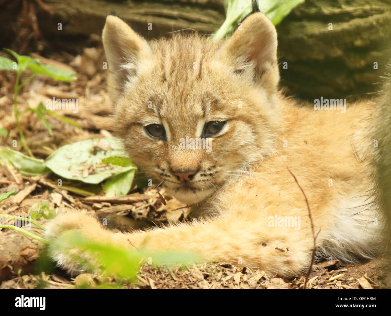 Un chaton Lynx du Canada. Banque D'Images