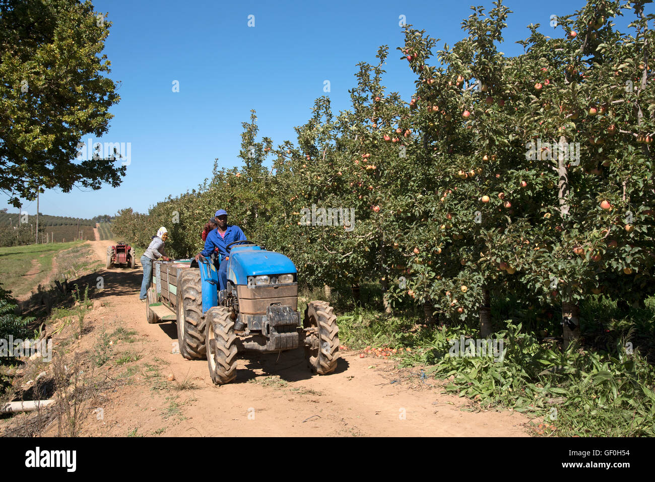 WESTERN CAPE AFRIQUE DU SUD ELGIN conducteur de tracteur sur une pomme ferme de l'Afrique australe Elgin Banque D'Images