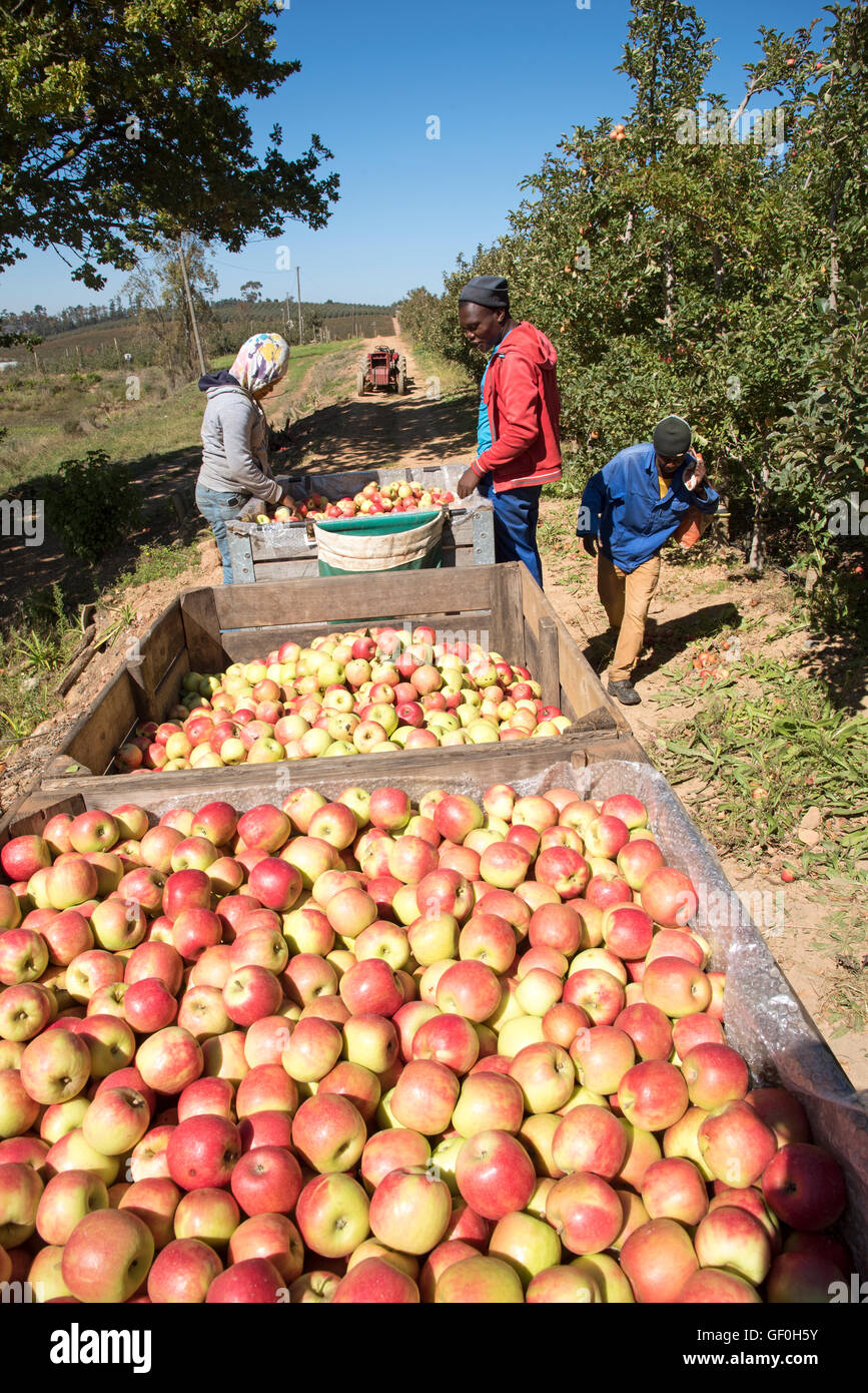 ELGIN WESTERN CAPE AFRIQUE DU SUD - travailleurs sur une exploitation de pommes de l'Afrique australe à Elgin Banque D'Images