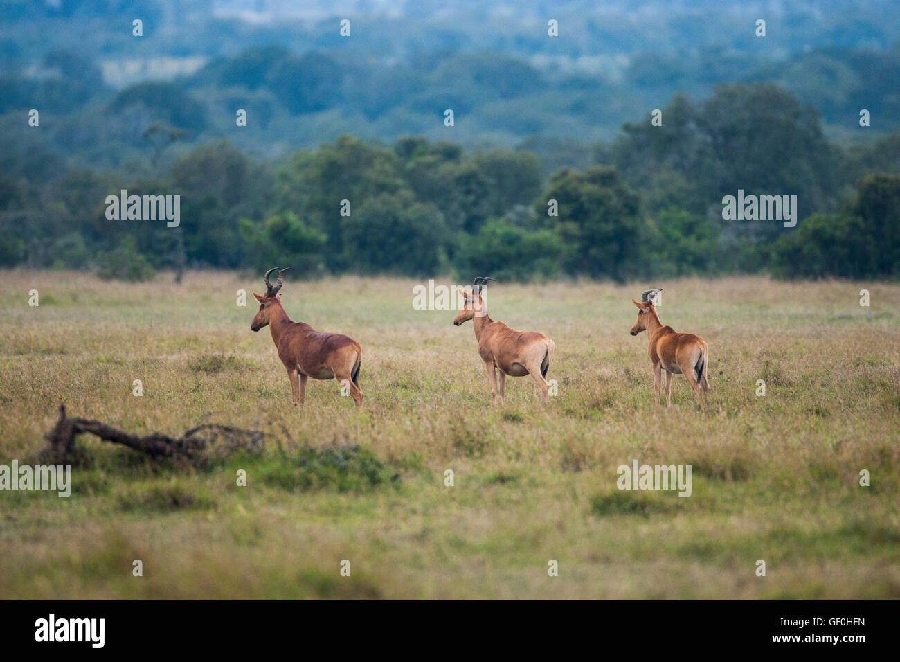 Le Topi dans une formation de trio à regarder une lionne rendez par alerte pour une attaque la Pajeta Lo Banque D'Images