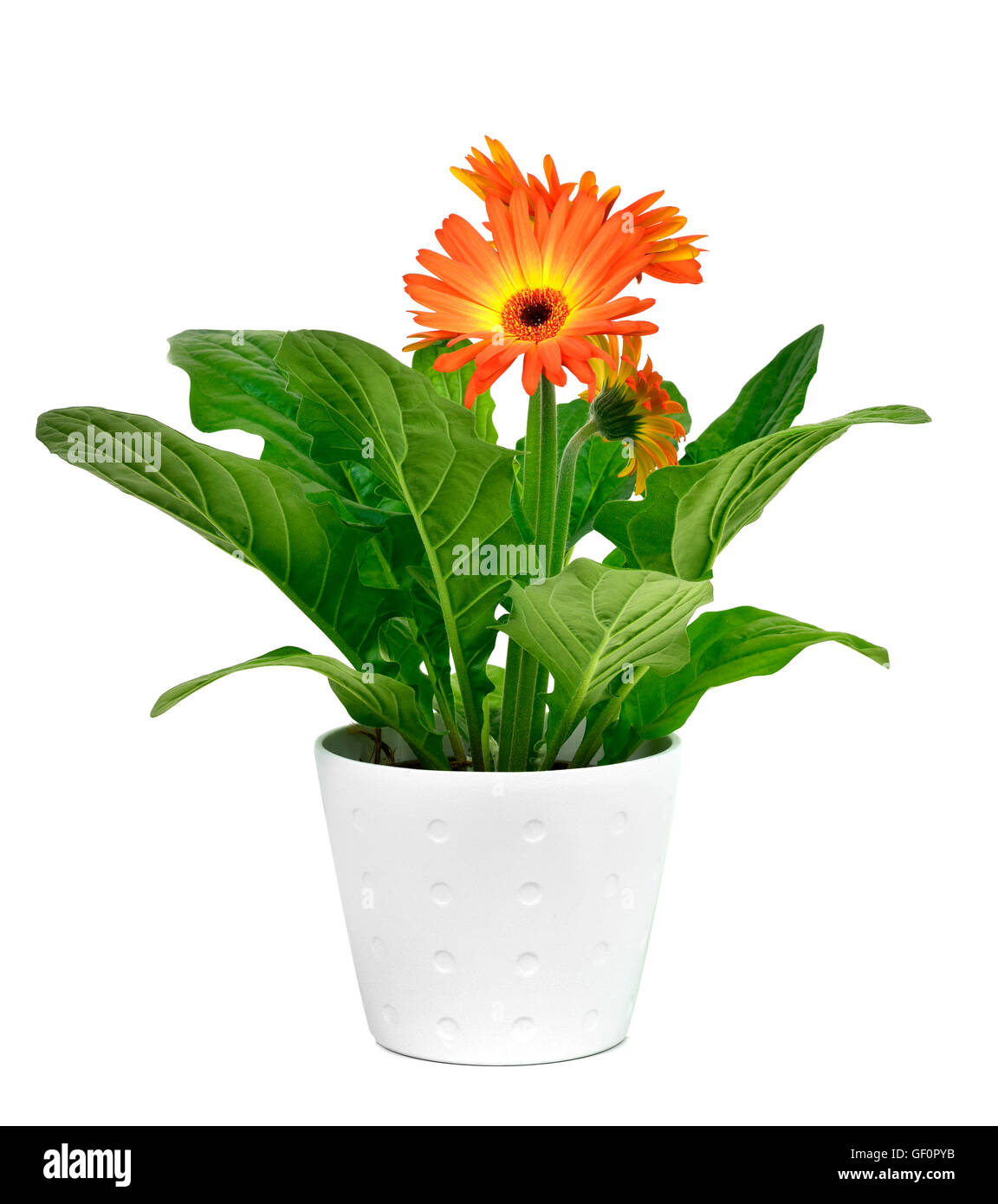 Libre d'un gerbera orange daisy plante dans un pot en céramique blanc, sur un fond blanc Banque D'Images