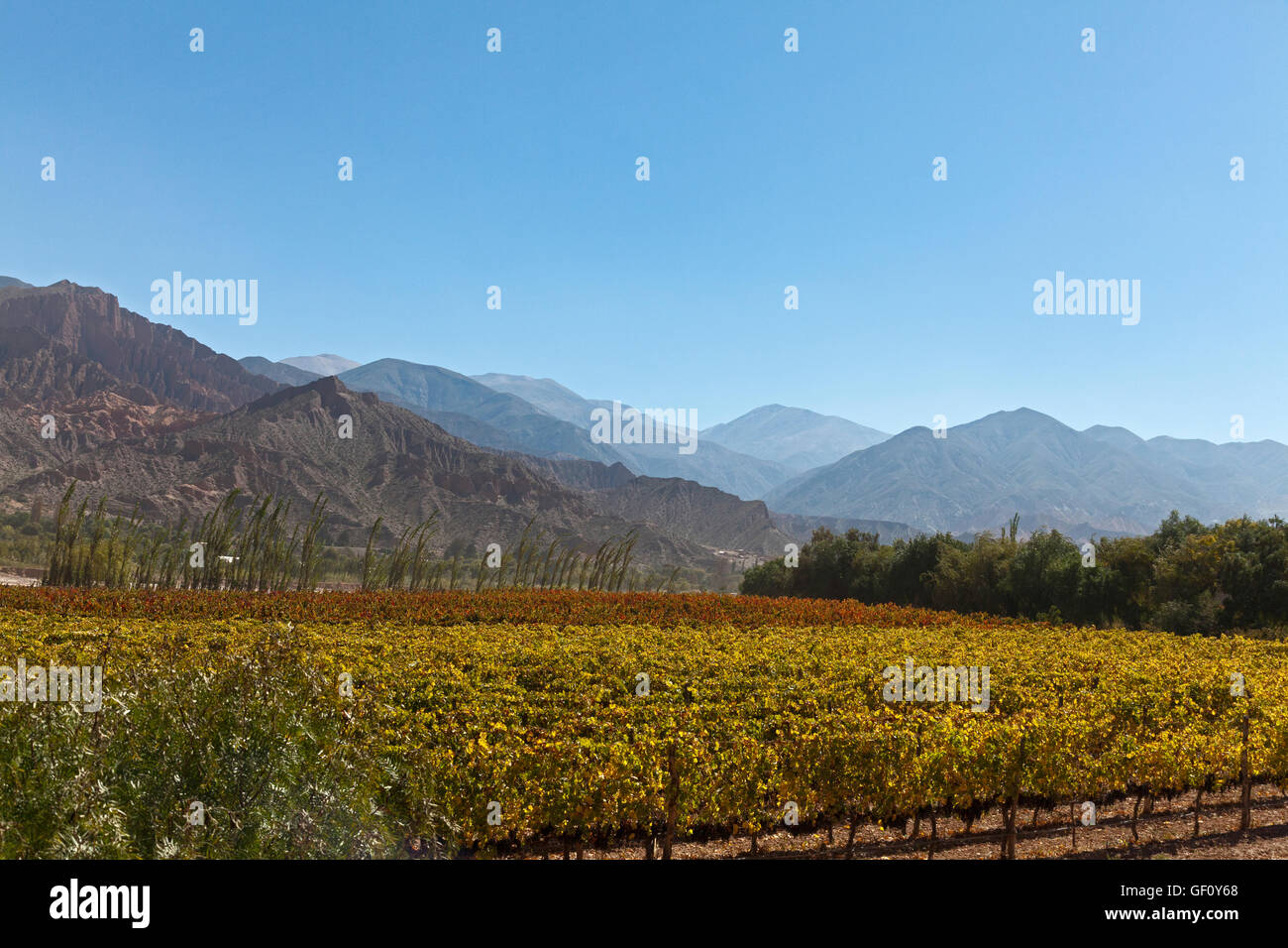 La viticulture dans les Andes, Maimara, Argentine Banque D'Images