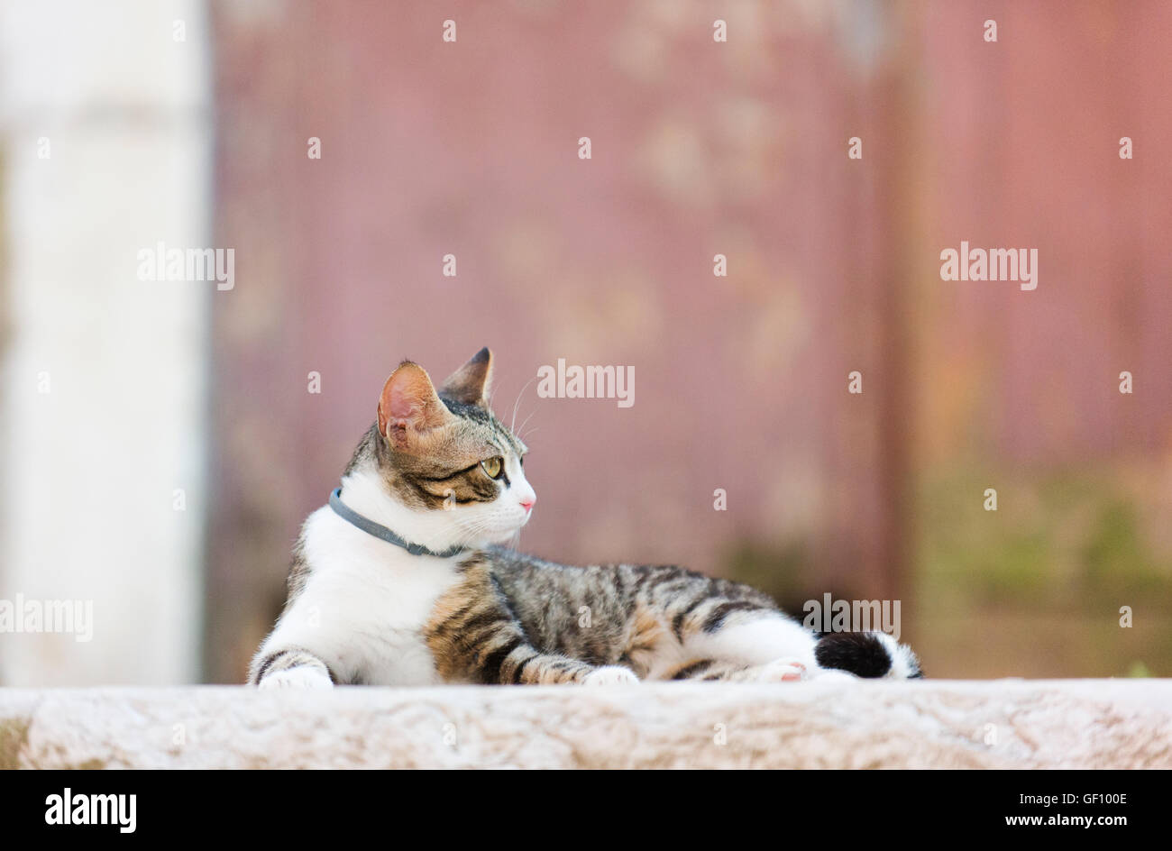 Un chat de rue à Rovinj. Banque D'Images