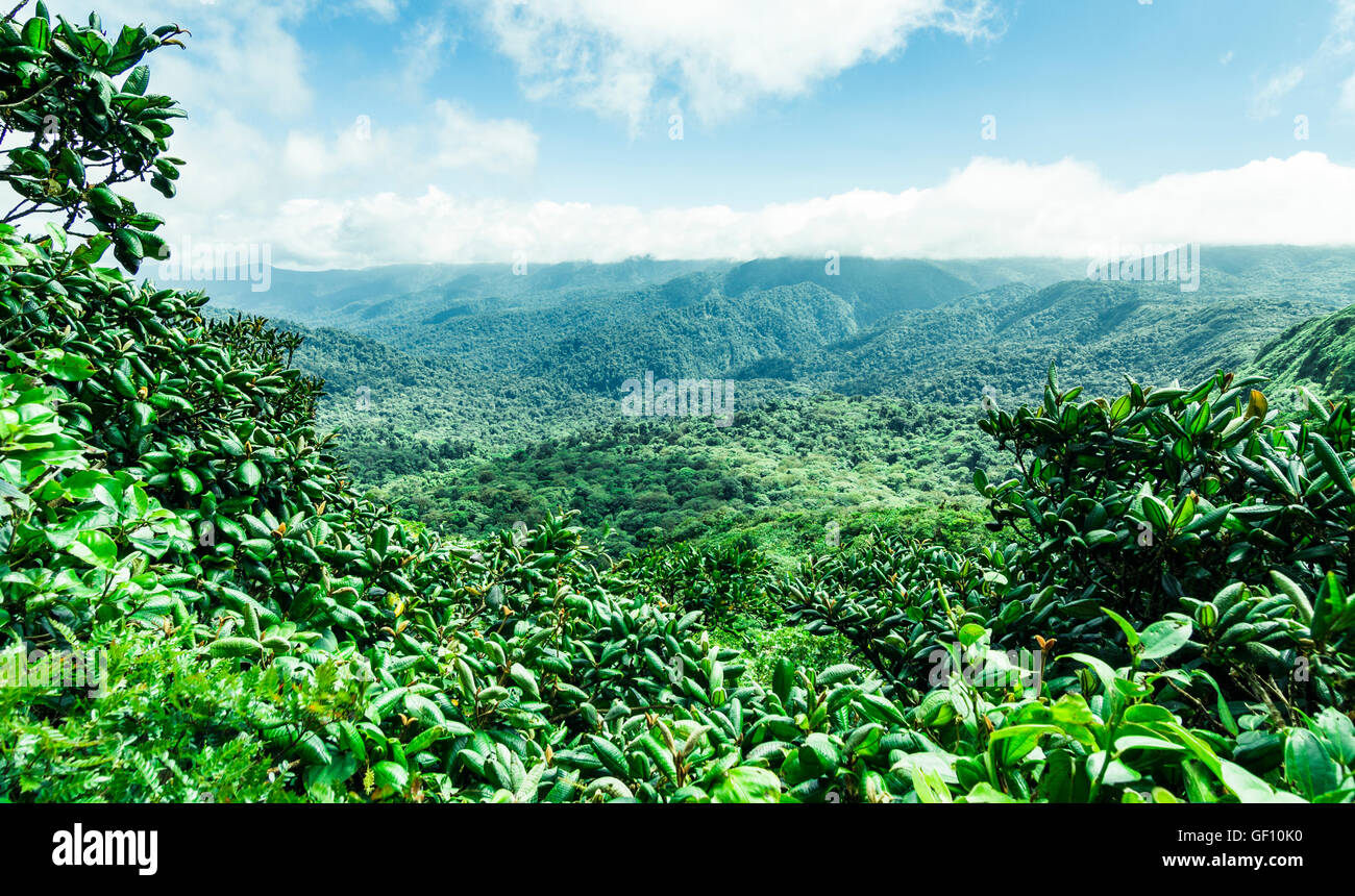 La réserve de la Forêt Nuageuse de Monteverde, Costa Rica, Amérique Centrale Banque D'Images