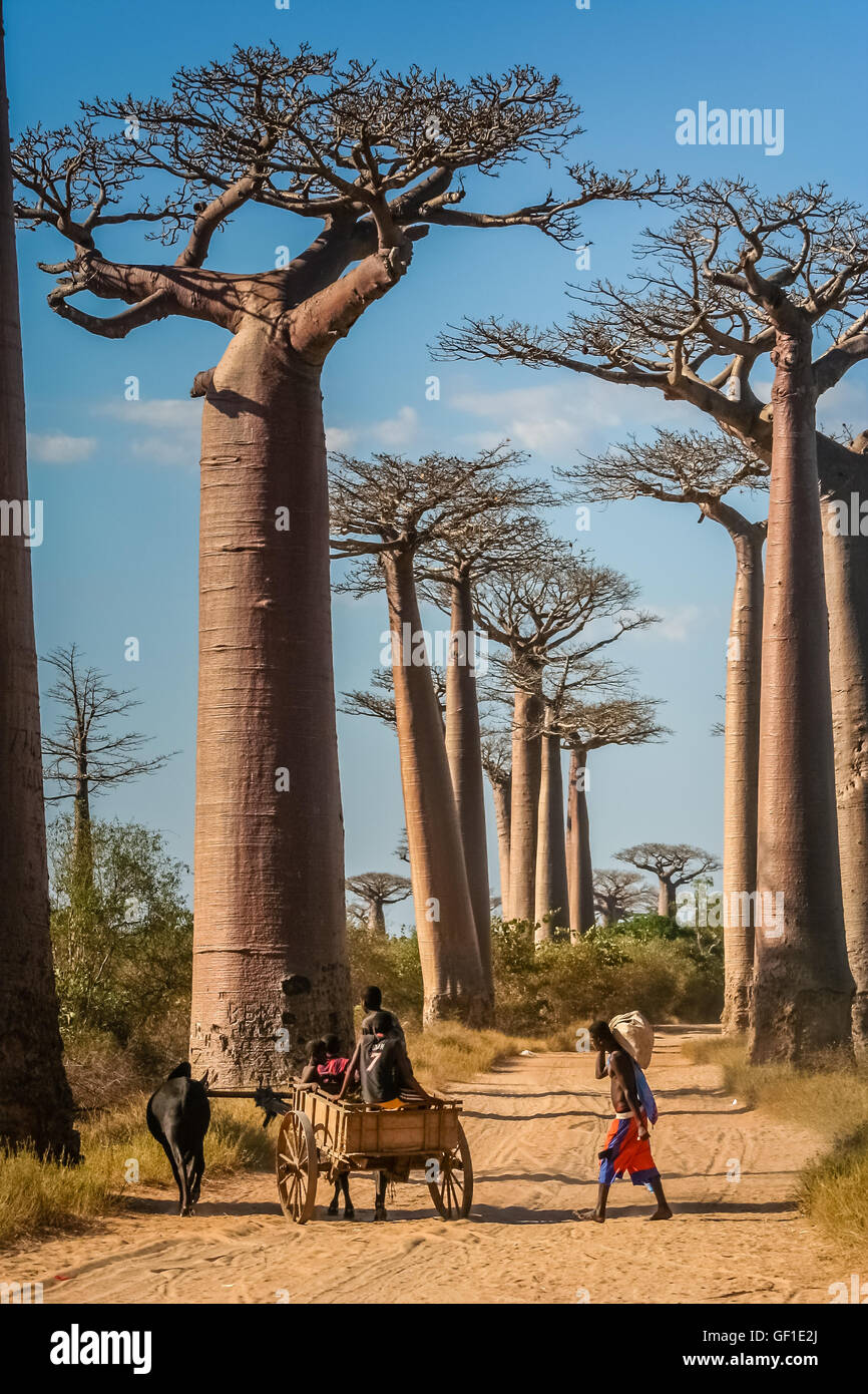 Les jeunes garçons à cheval sur un zébu panier sur la route de sable en passant par l'avenue le Baobab près de Morondava à Madagascar. Ta photo Banque D'Images