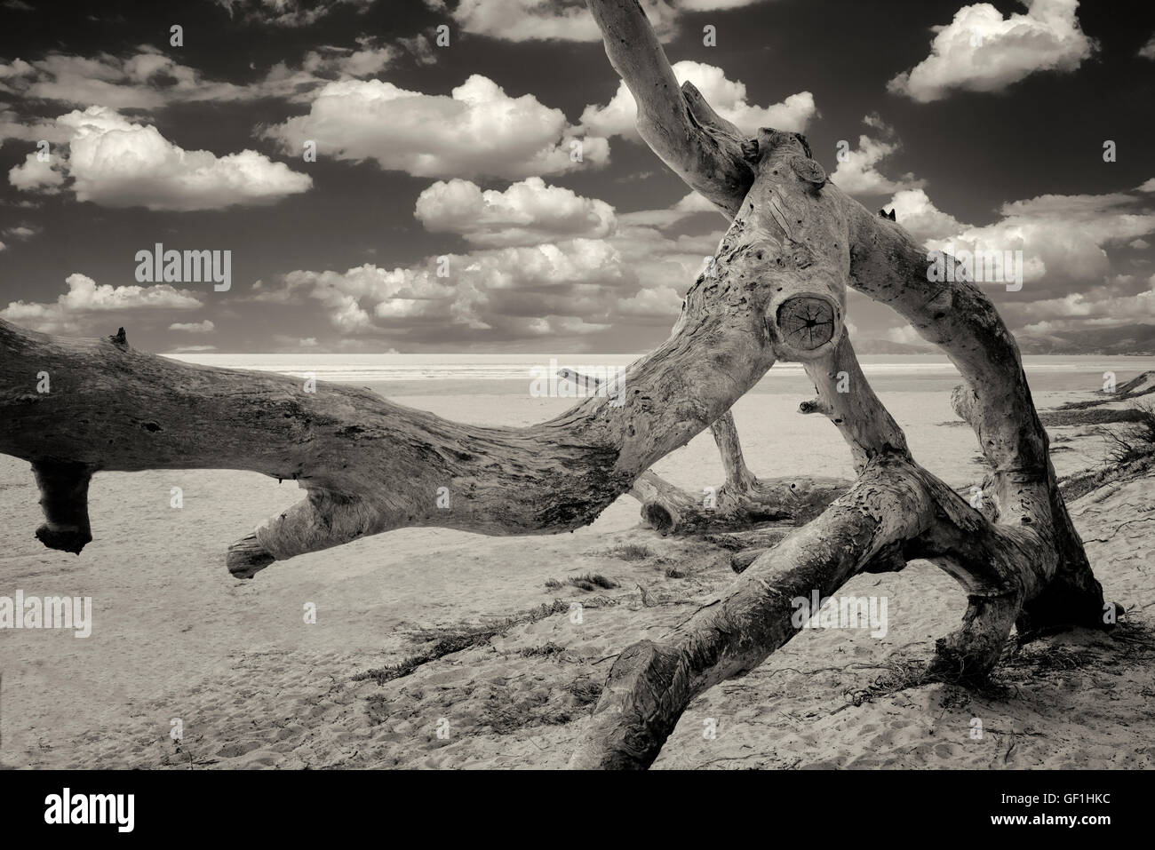 Arbre abattu et les nuages. Pismo Beach State Park, Californie Banque D'Images