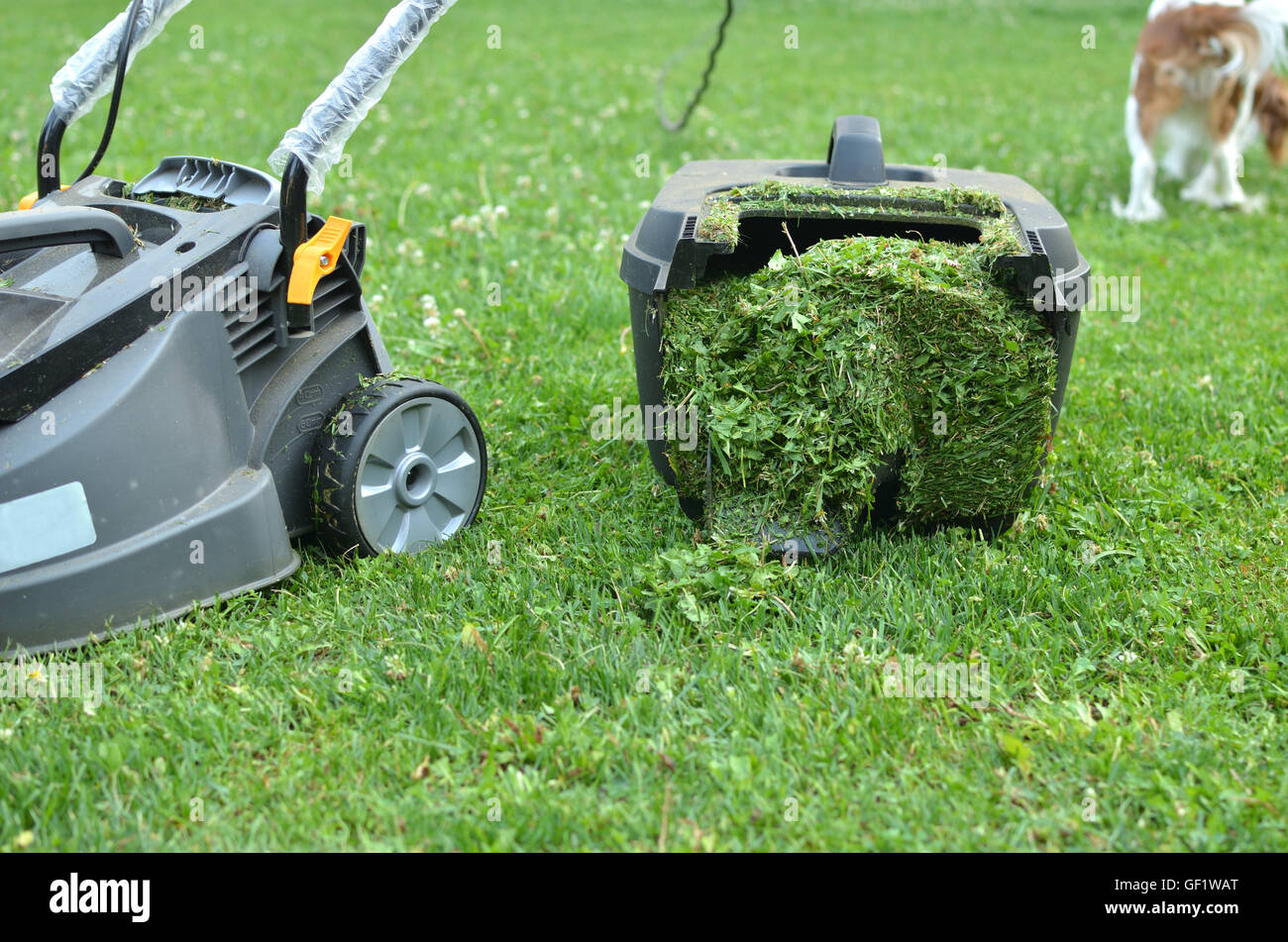 Tondeuse de récipient rempli avec de l'herbe coupée Banque D'Images Tondeuse de récipient rempli avec de l'herbe coupée Banque D'Images