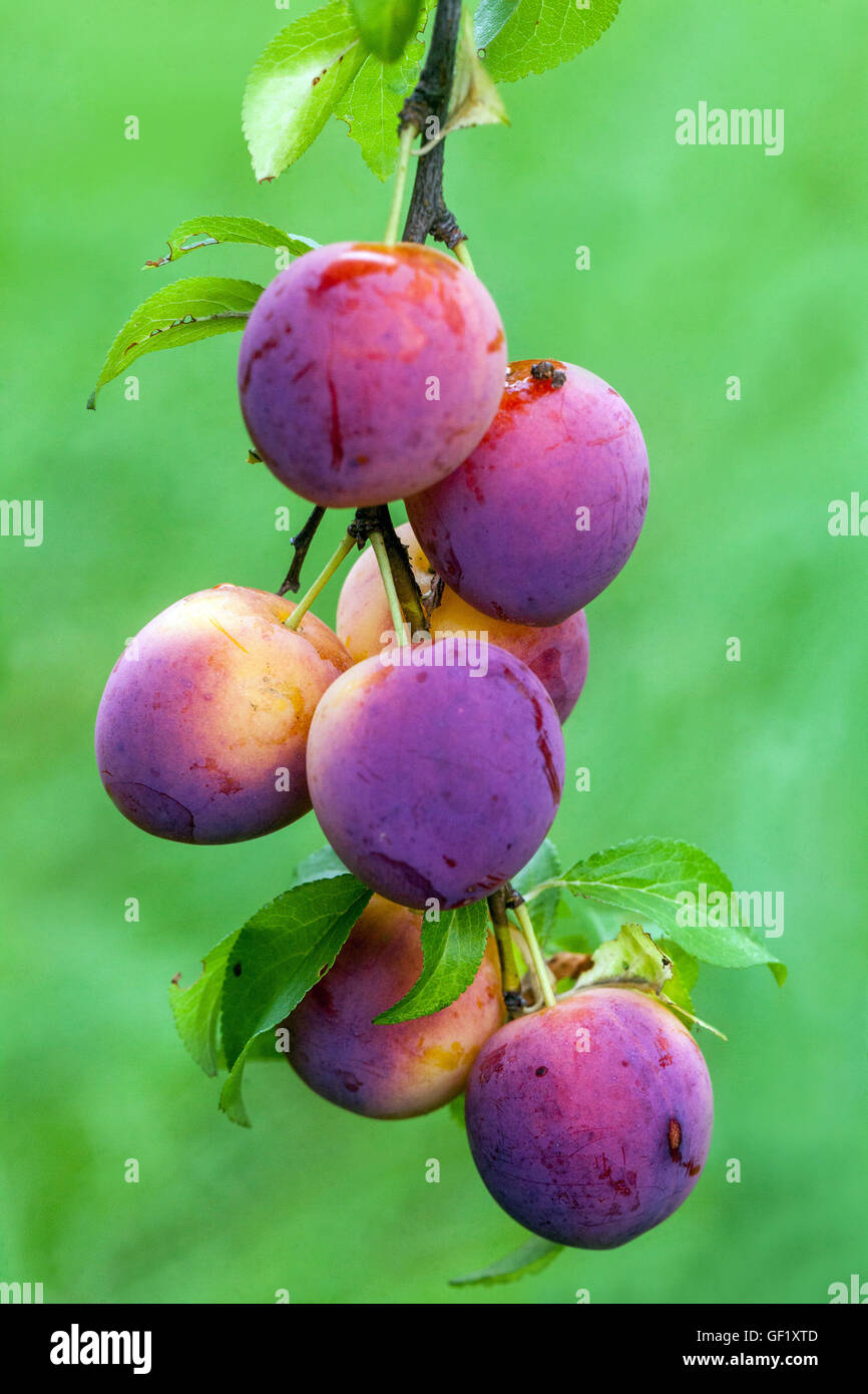 Prune cerise ou prune Mirabelle, Prunus domestica syriaca Banque D'Images