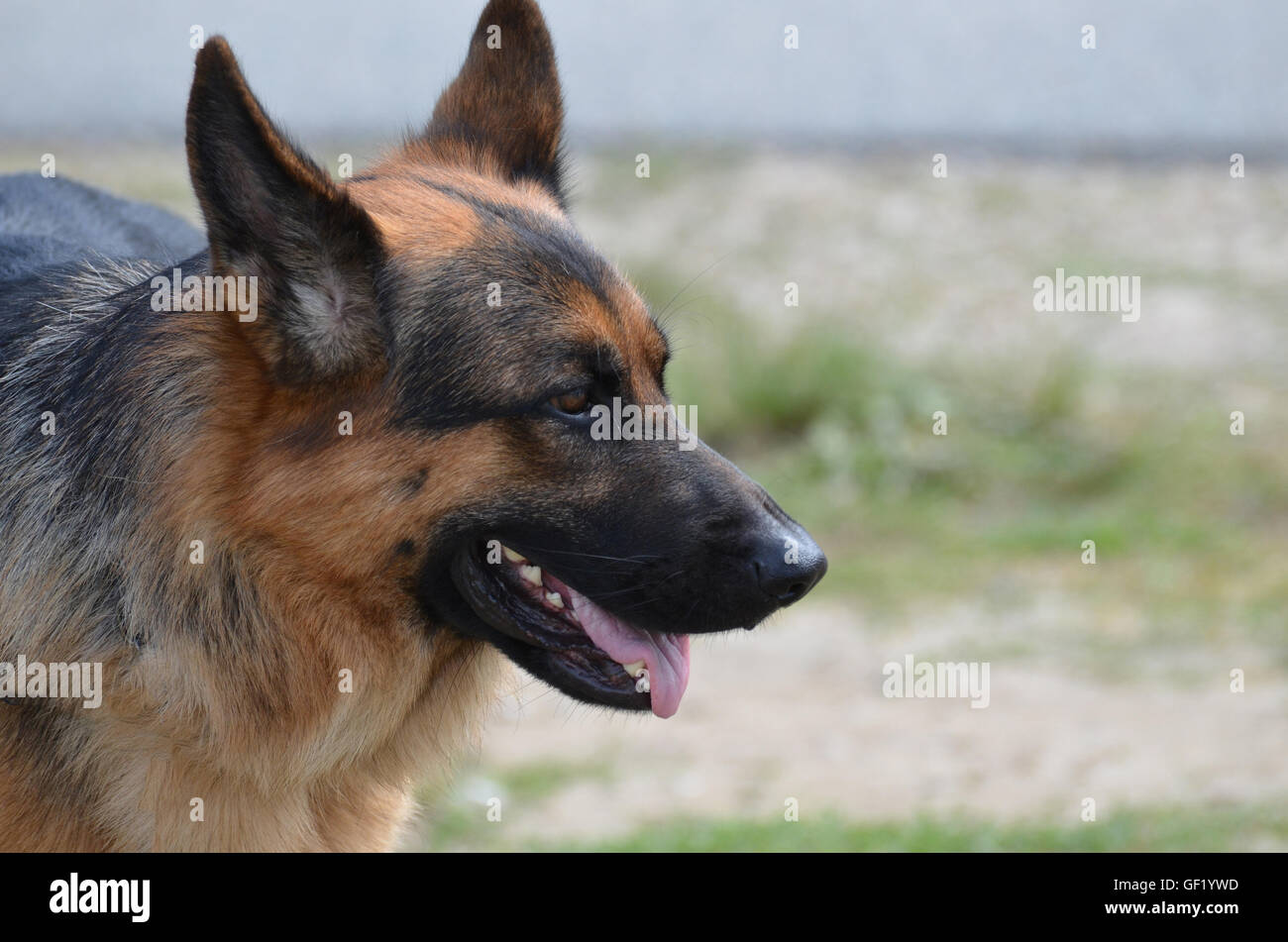 Profil de côté un berger allemand avec ses oreilles se redressa Photo