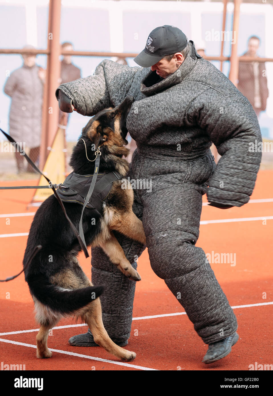 Gomel, Bélarus - 12 mars 2016 : la formation de chien de berger allemand. Chien de mordre. Chien Loup d'Alsace. Deutscher, chien Banque D'Images