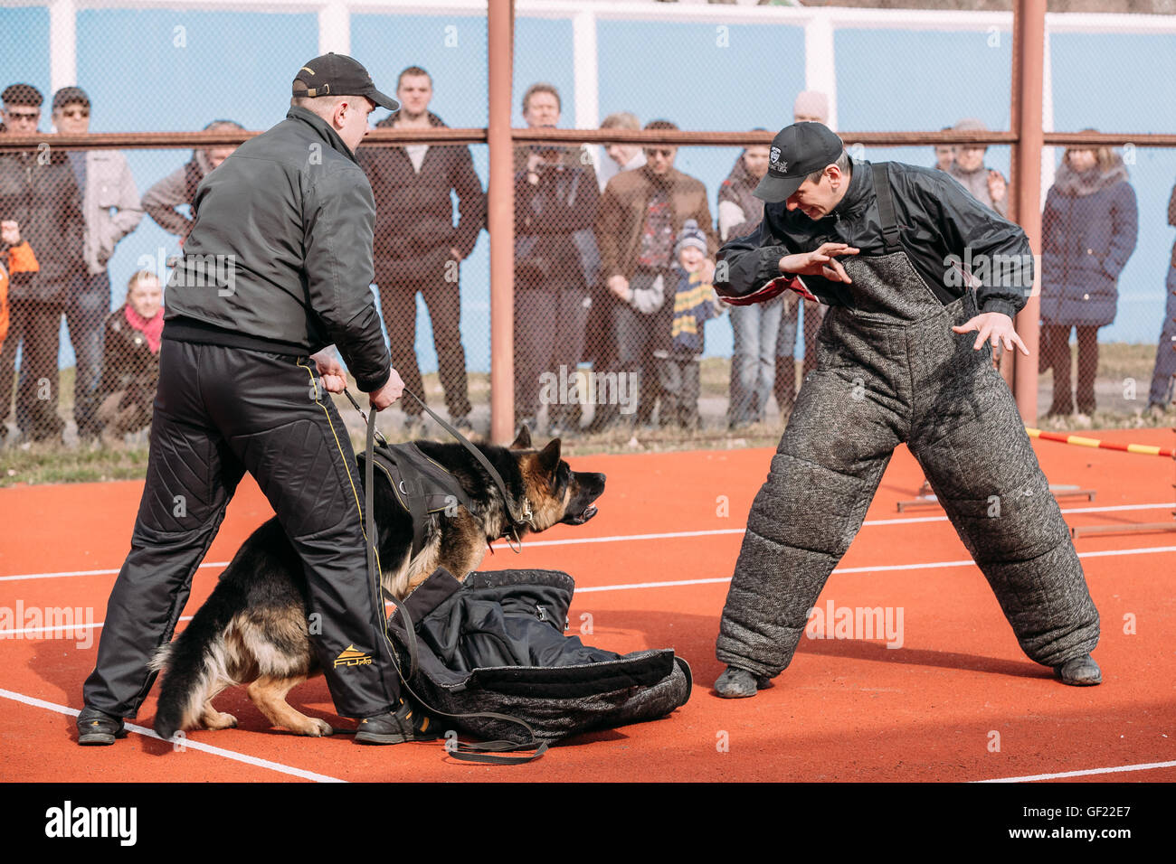 Gomel, Bélarus - 12 mars 2016 : la formation de chien de berger allemand. Chien de mordre. Chien Loup d'Alsace. Deutscher, chien Banque D'Images