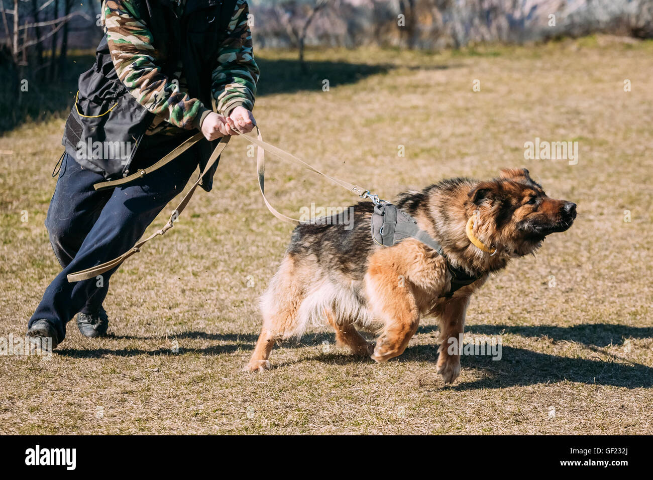 Formation de chien berger allemand en colère. Chien de mordre. Chien Loup d'Alsace. Deutscher, chien Banque D'Images