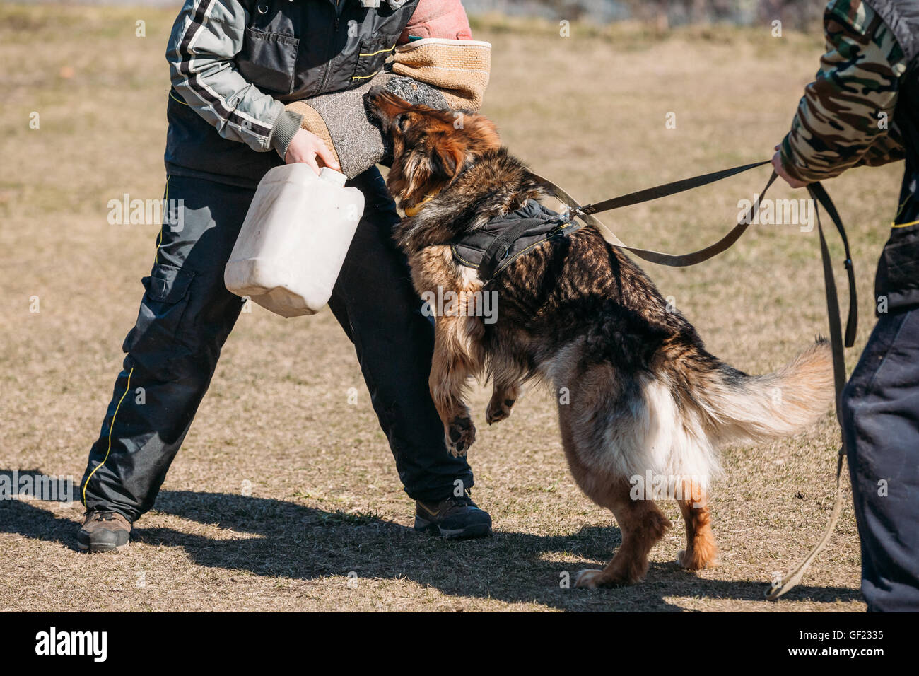 Formation de chien berger allemand en colère. Chien de mordre. Chien Loup d'Alsace. Deutscher, chien Banque D'Images