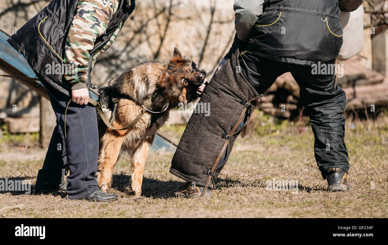 Formation de chien de berger allemand. Morsures de chien loup d'Alsace. Banque D'Images
