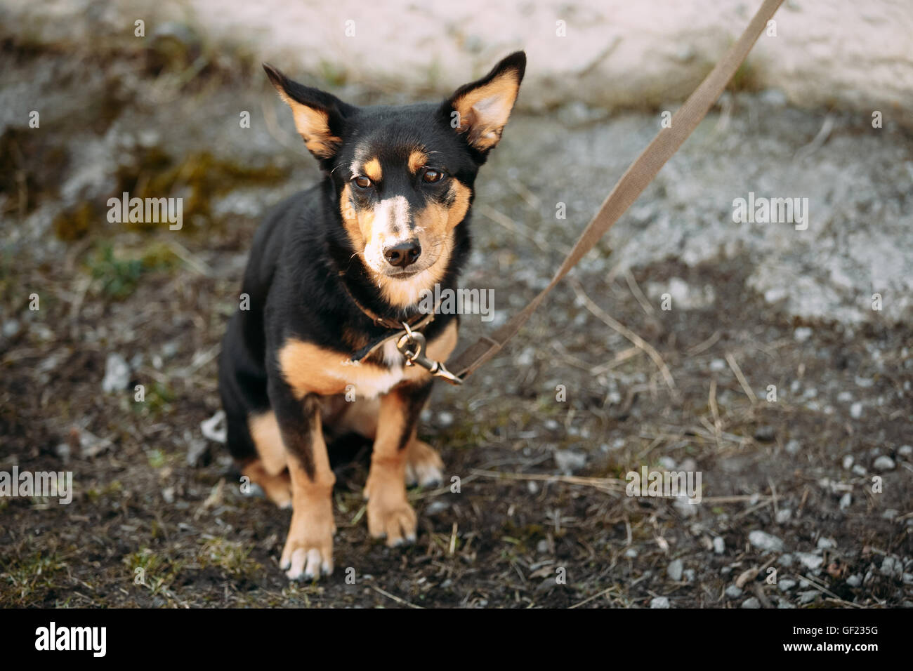 Funny Pensive Mixed Breed Dog de petite taille se trouve à l'extérieur. Banque D'Images