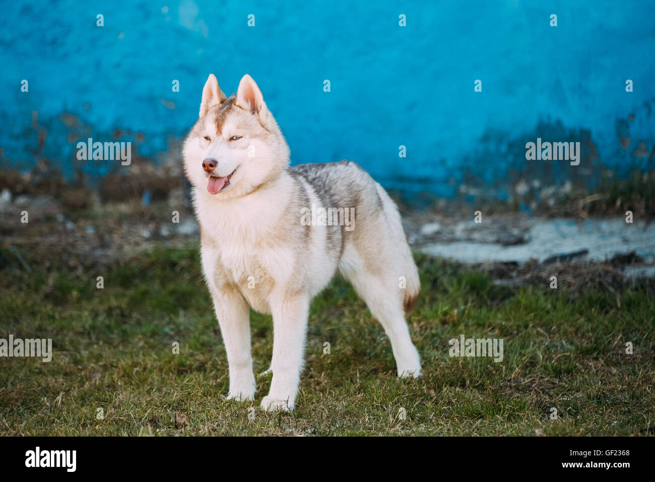 Drôle Jeune Chiot Husky Blanc Et Rouge Avec Des Yeux De