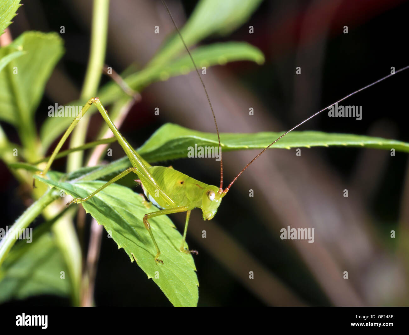 Katydids ou grillons sur bush leaf,Tettigoniidae Banque D'Images