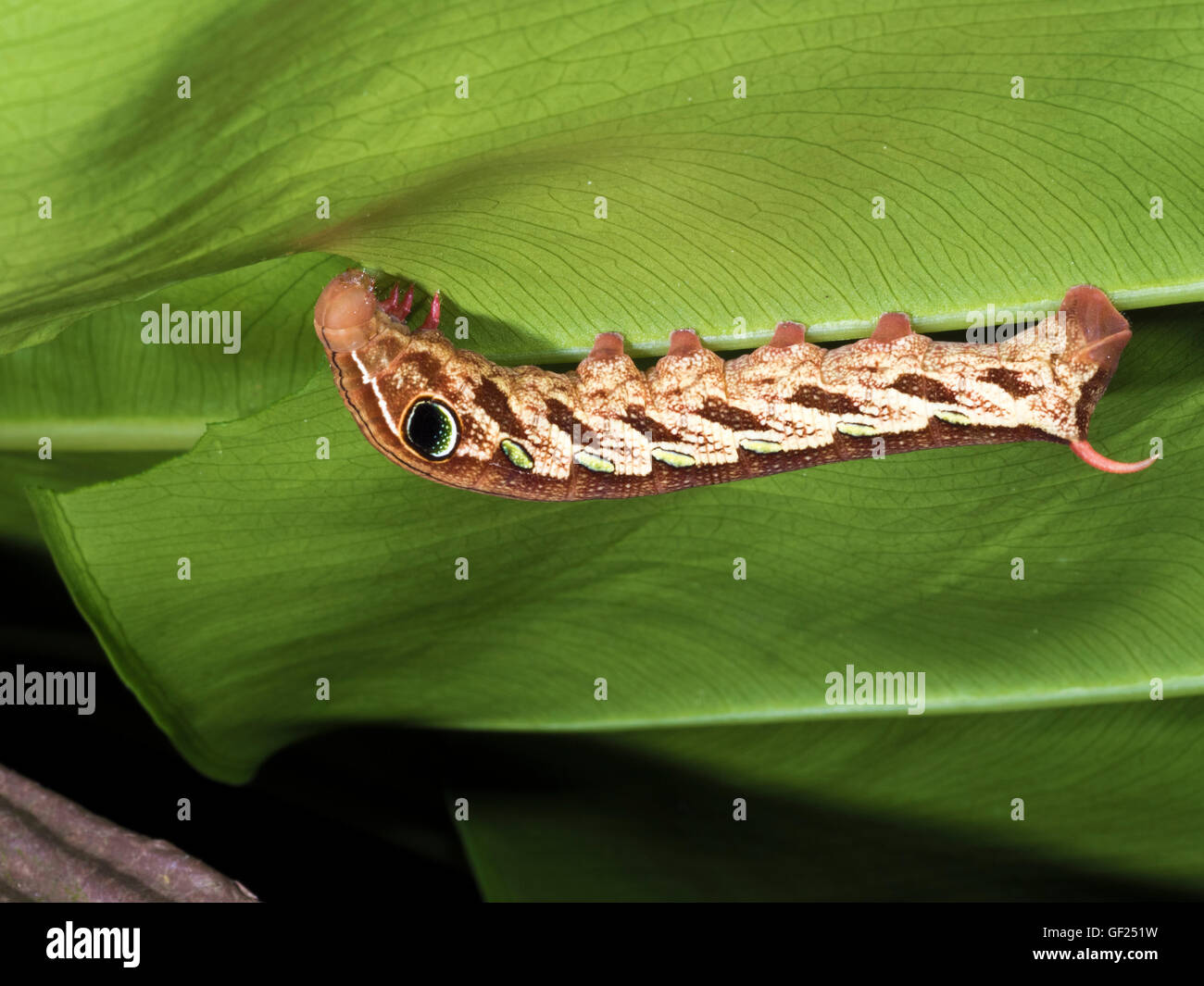Larve de papillon de nuit Banque de photographies et d’images à haute résolution Alamy