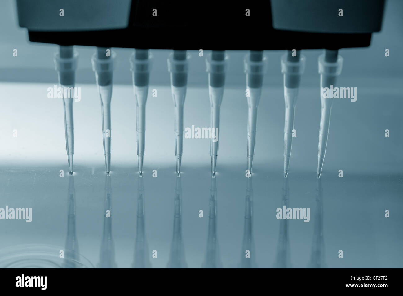 Laboratoire en génétique pipette multi Banque D'Images