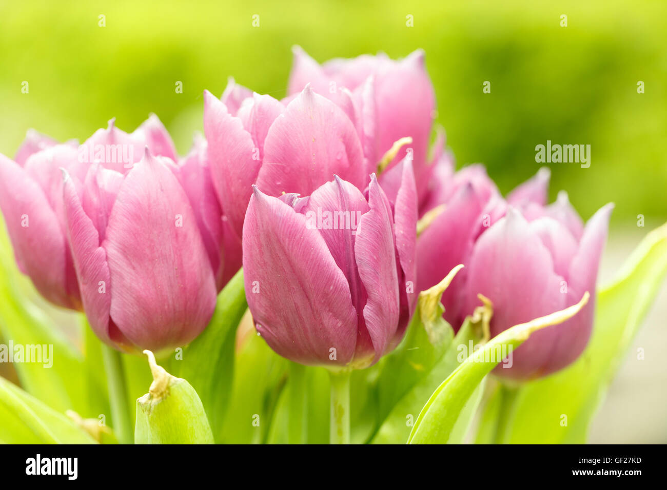 Bouquet de tulipes roses Banque D'Images