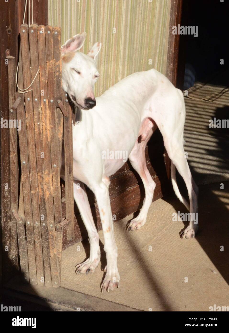 Chien Galgo encore partiellement dans une narcose après soins dentaires, s'appuie sur la porte, il a l'air lik ela gueule parfaite. Banque D'Images