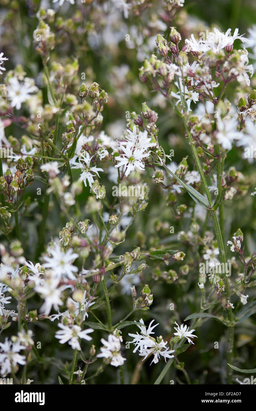 Lychnis flos cuculi, ragged robin plante à fleurs blanches Banque D'Images