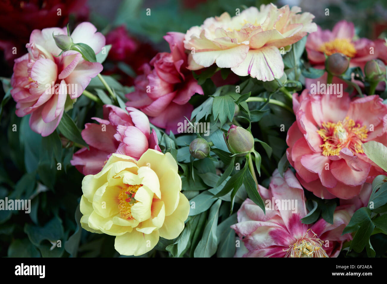 Bouquet de fleurs de pivoine colorés avec des feuilles Banque D'Images