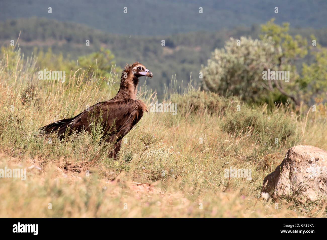 Cinereous Vulture ou vautour noir, Coprinus monachus, seul oiseau au sol, Espagne, juillet 2016 Banque D'Images