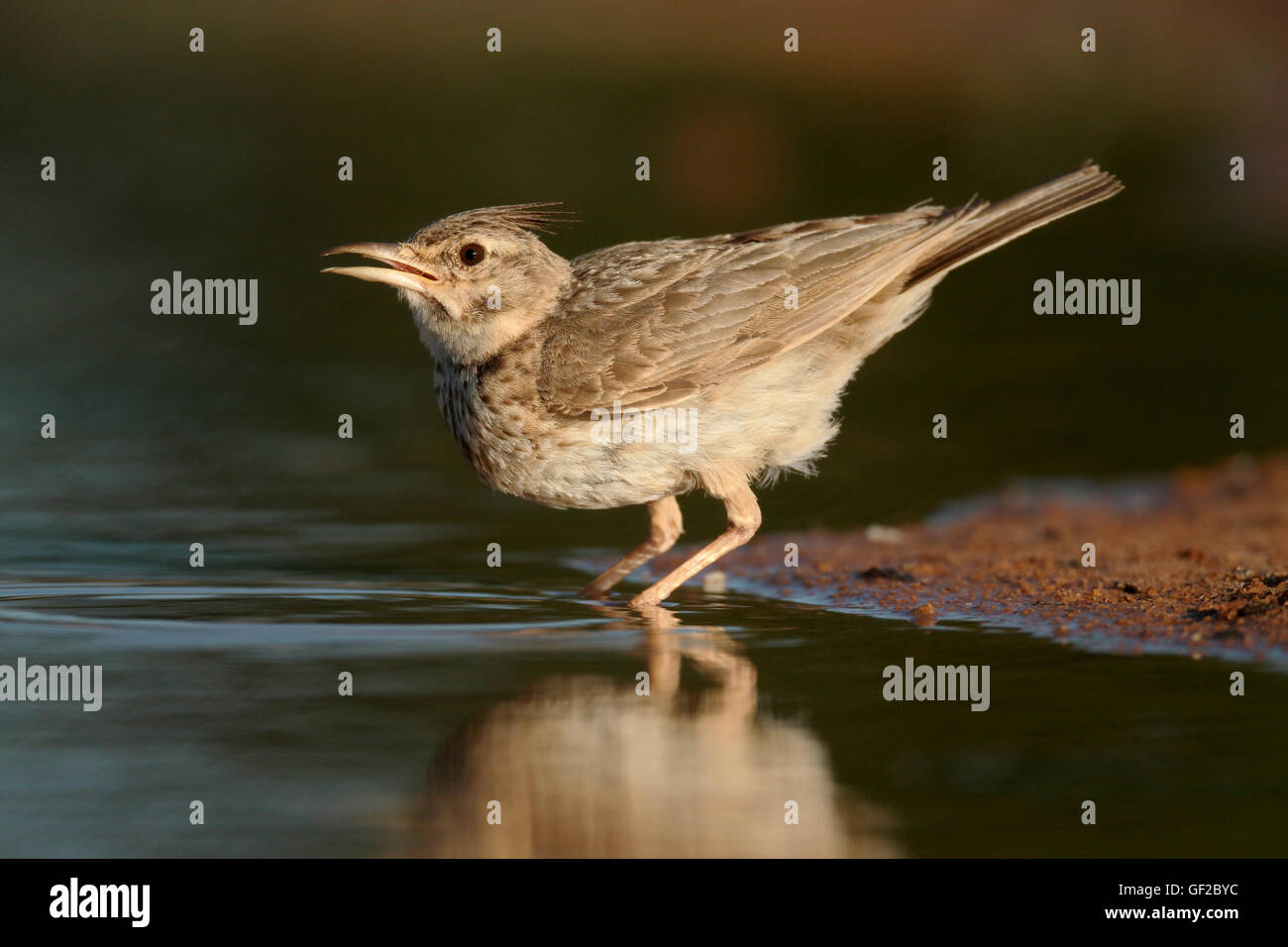 Galerida cristata Crested lark, oiseau unique, par l'eau, Espagne, juillet 2016 Banque D'Images