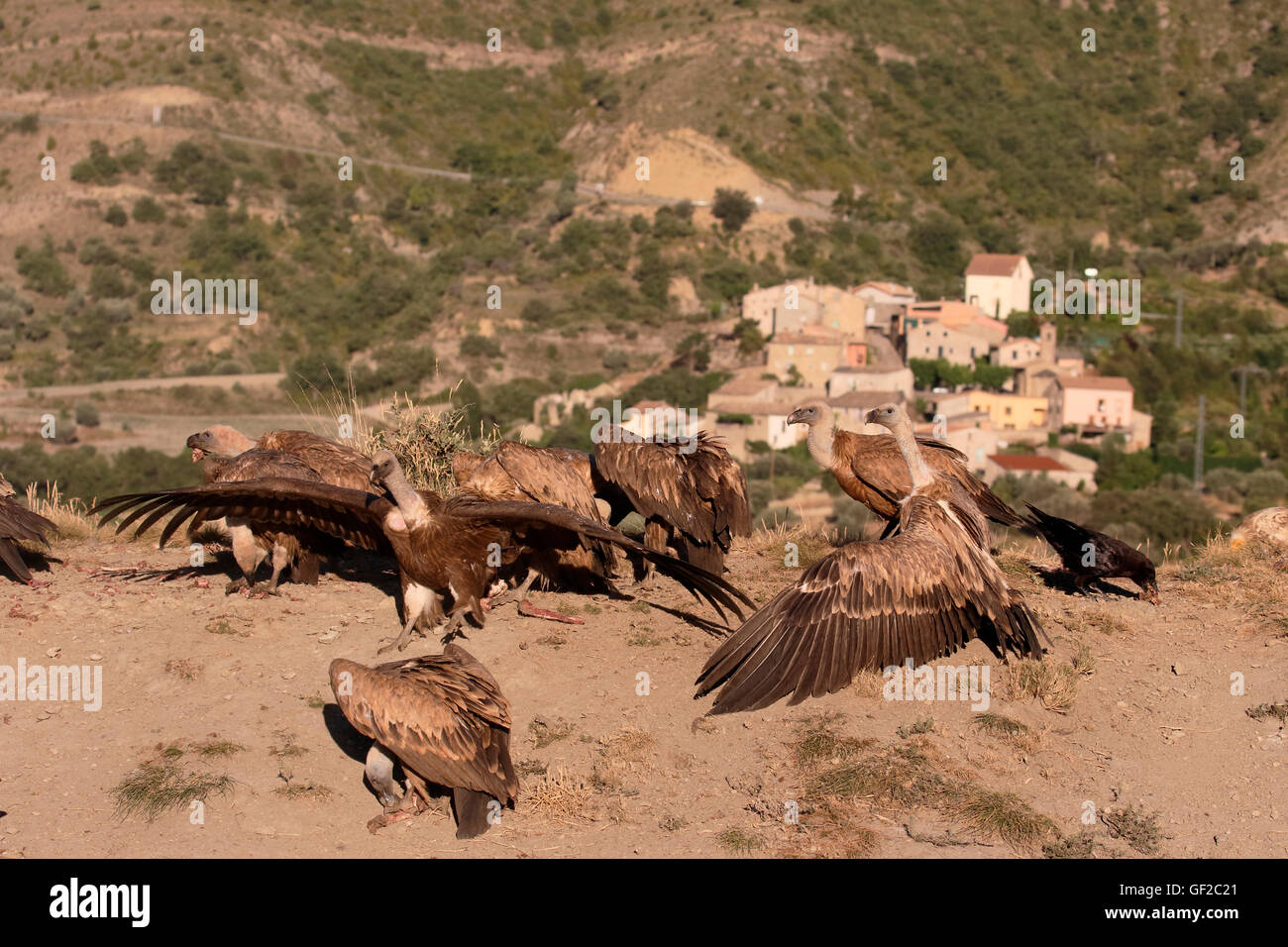 Vautour fauve, Gyps fulvus, Groupe d'oiseaux sur le sol, Espagne, juillet 2016 Banque D'Images