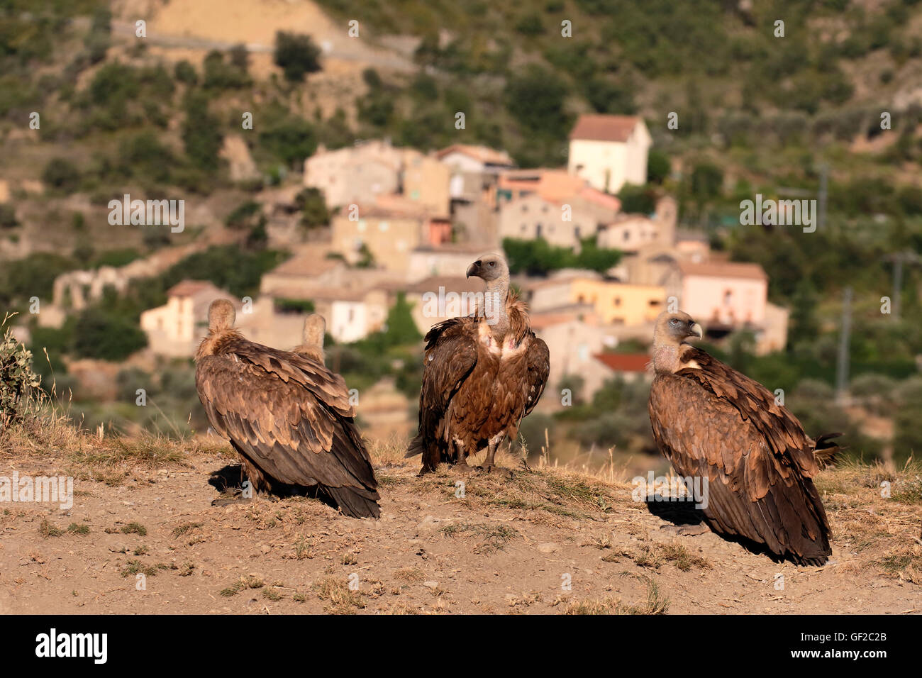 Vautour fauve, Gyps fulvus, Groupe d'oiseaux sur le sol, Espagne, juillet 2016 Banque D'Images