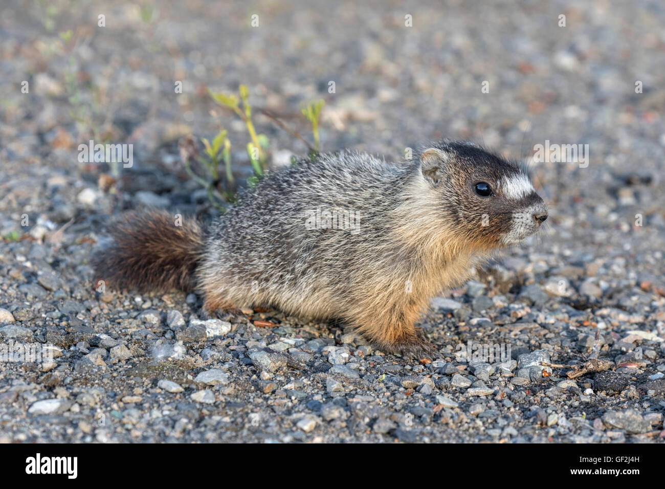 Marmotte à ventre jaune Banque D'Images