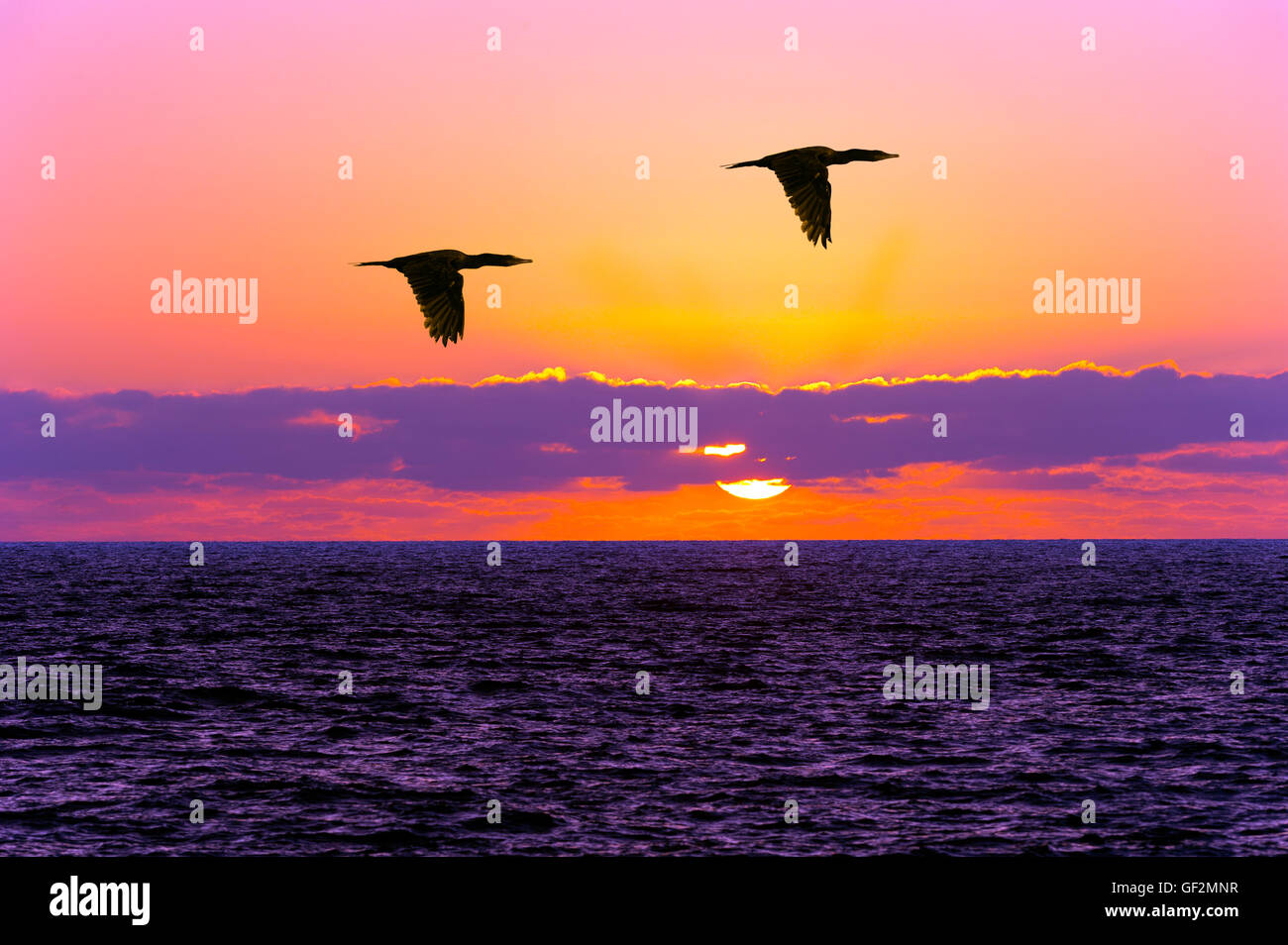 Silhouettes d'oiseaux battant est deux oiseaux volant découpé sur un ciel coucher de soleil coloré. Banque D'Images