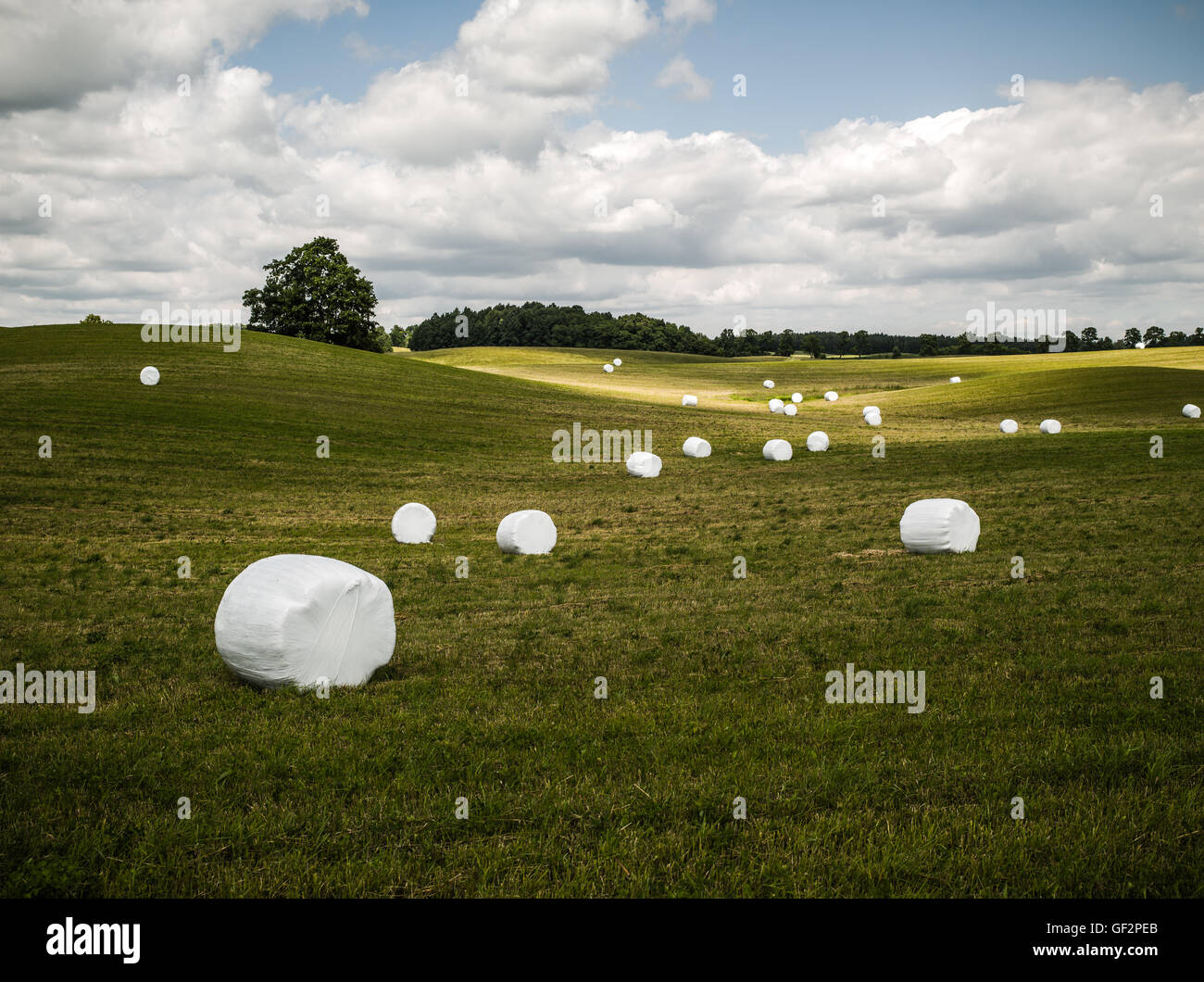 Des balles d'ensilage dans les champs, sous un ciel partiellement nuageux Banque D'Images