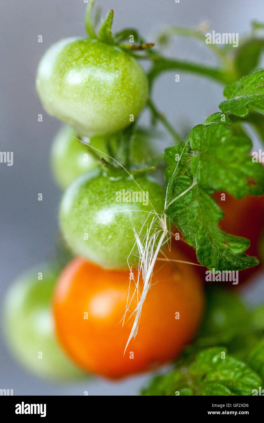 Tomates naines non mûres de cerise sur la branche, tomates mûres non mûres Banque D'Images