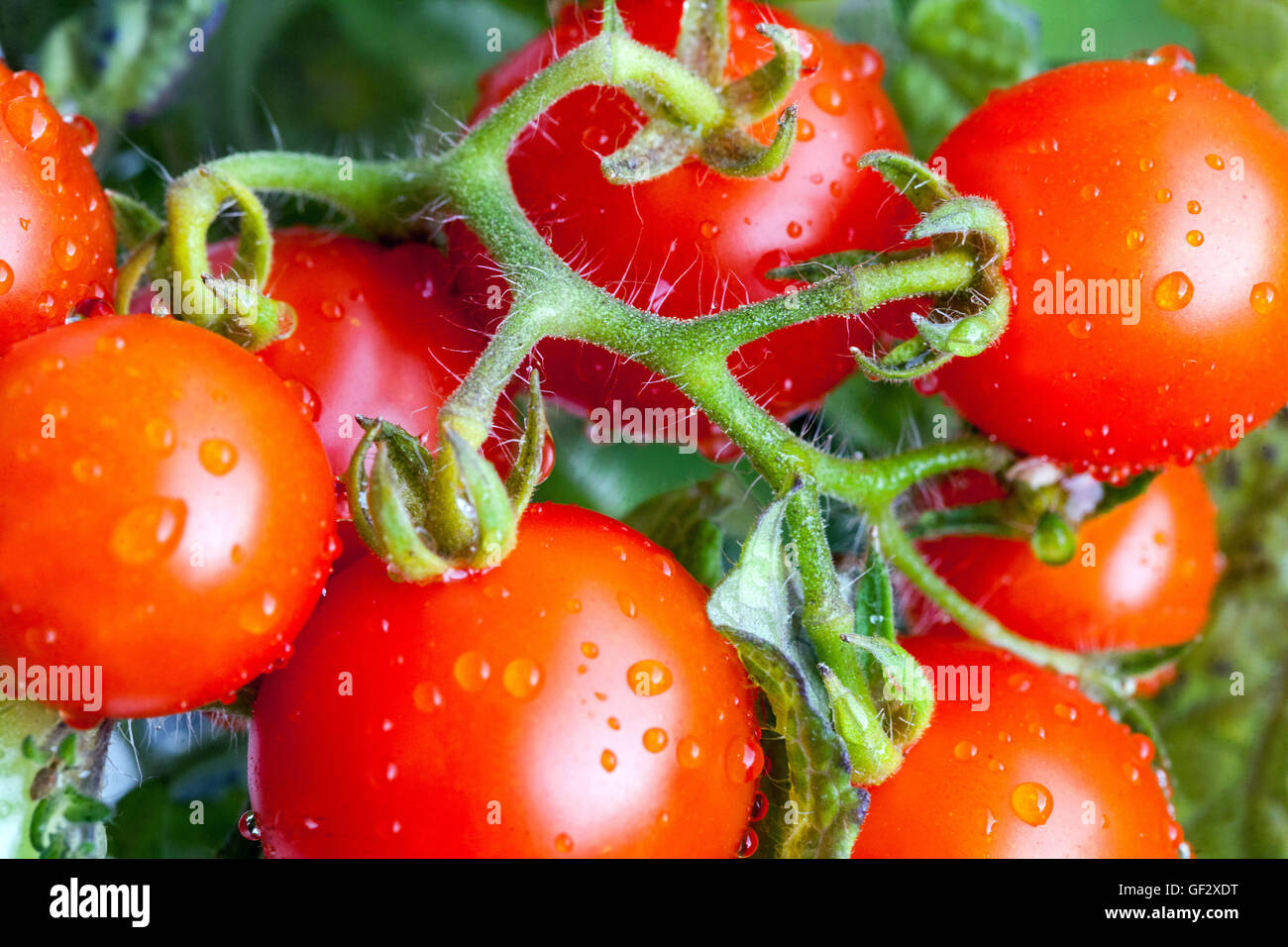 Tomates naines à la cerise sur le branche, plante de tomate Banque D'Images