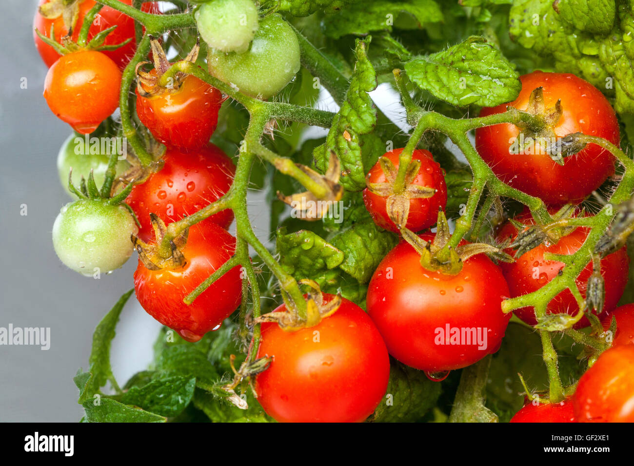 Cherry tomates naines sur branch, tomate Banque D'Images