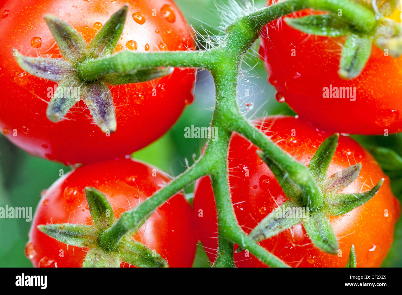 Tomates cerises naines tomate Banque D'Images