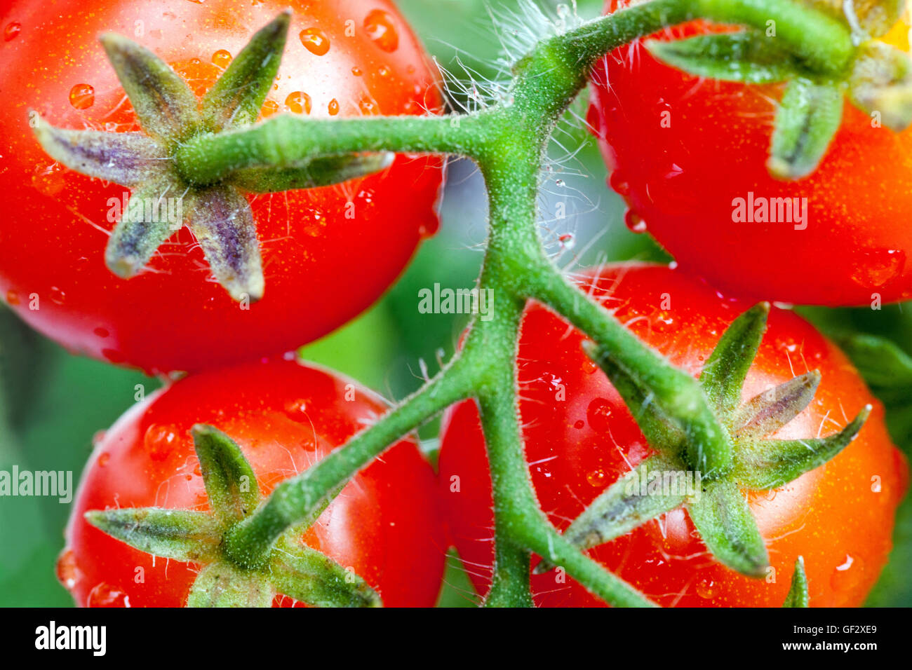 Tomates naines cerises sur tomate de vigne Banque D'Images