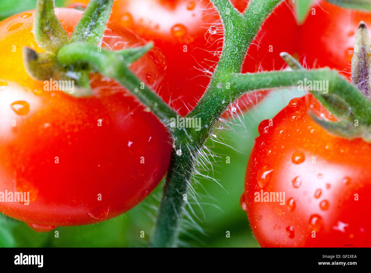 Tomates cerises gros plan de la vigne Solanum lycopersicum fruits juteux Banque D'Images