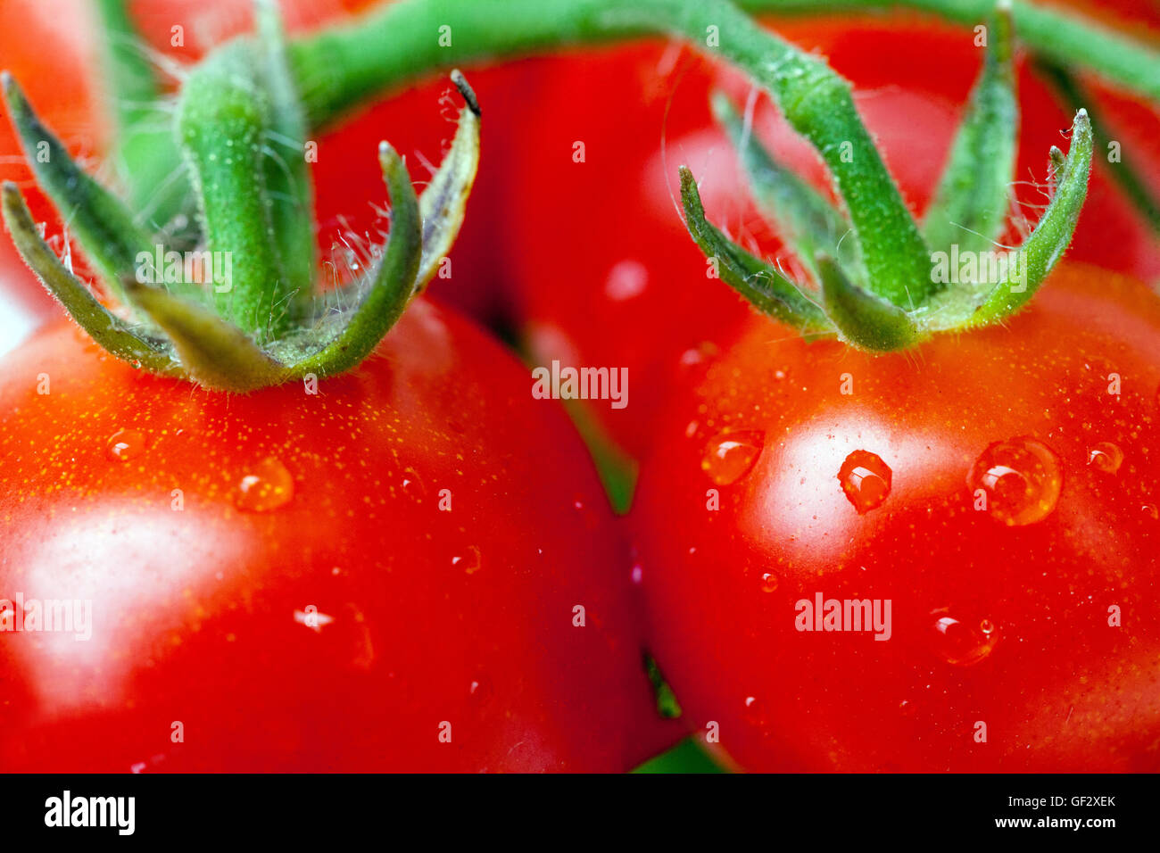 Tomates de vigne Solanum lycopersicum gros plan fruits juteux gros plan, tomates cerises naines Banque D'Images