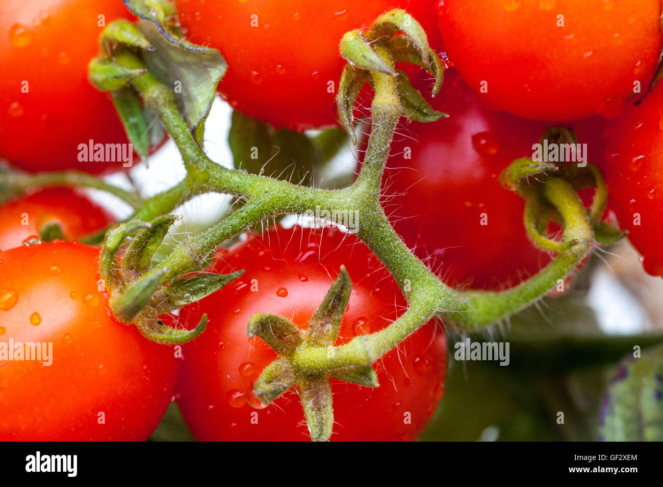 Tomates cerises vigne gros plan Solanum lycopersicum fruits juteux Banque D'Images