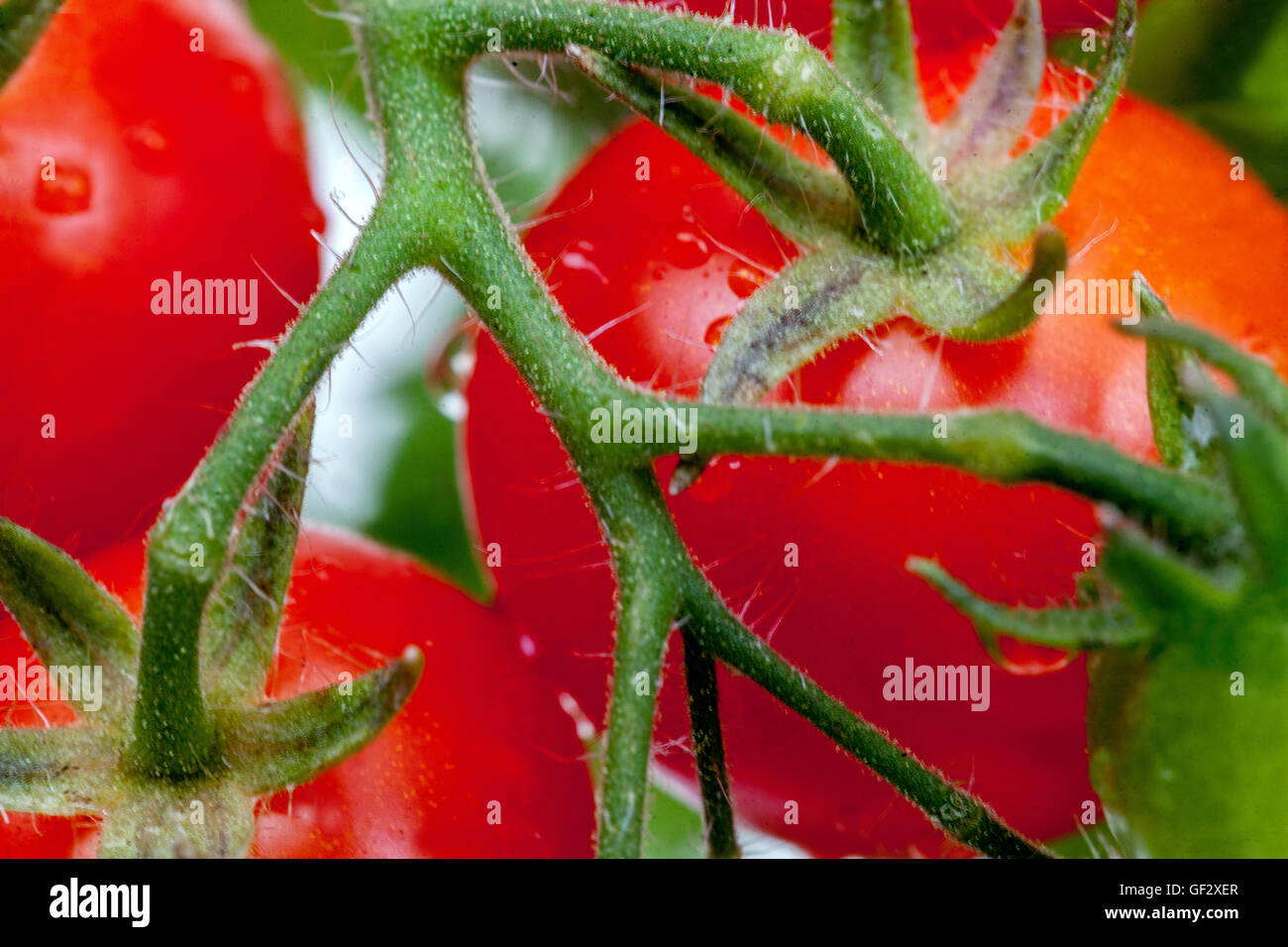 Cherry tomates naines sur branch, tomate Banque D'Images