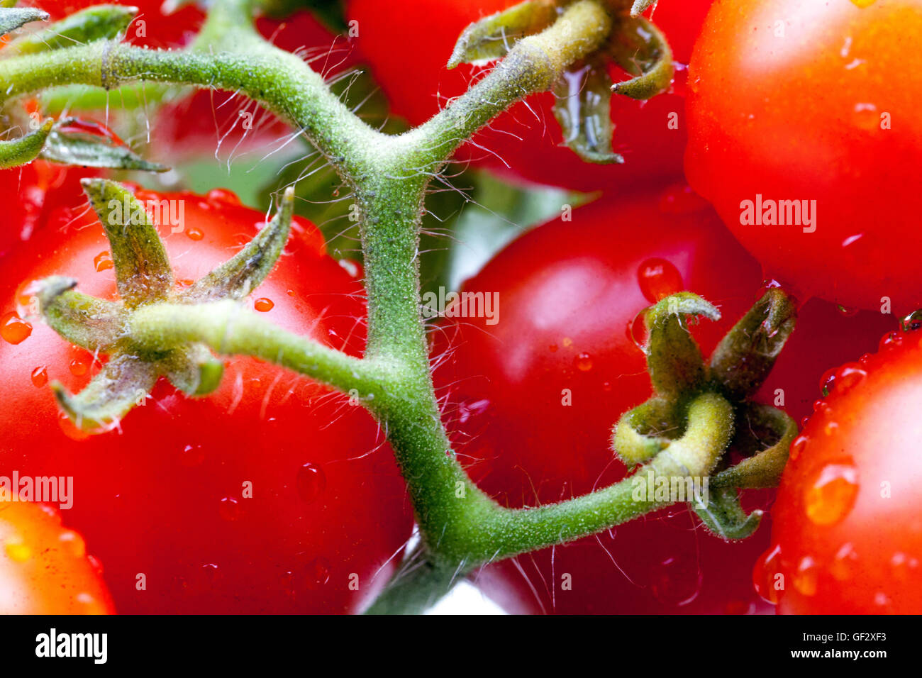 Tomates naines à la cerise sur la branche, tomates mûres Banque D'Images