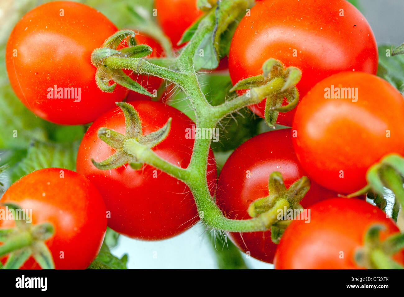 Tomates cerises vigne gros plan Solanum lycopersicum fruits juteux Banque D'Images