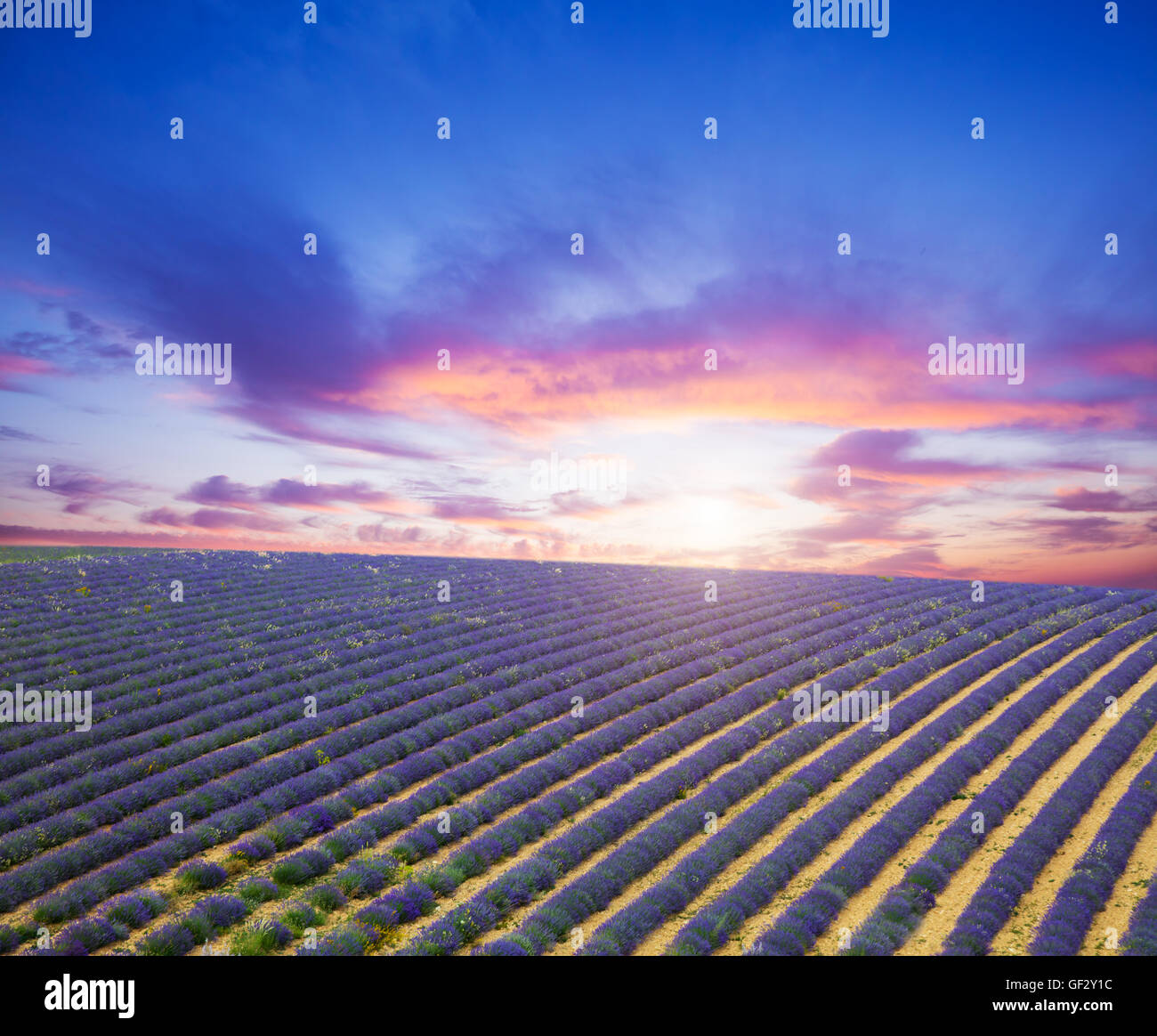 Beau paysage de champ de lavande en fleurs dans le coucher du soleil. Provence, France, Europe. Banque D'Images