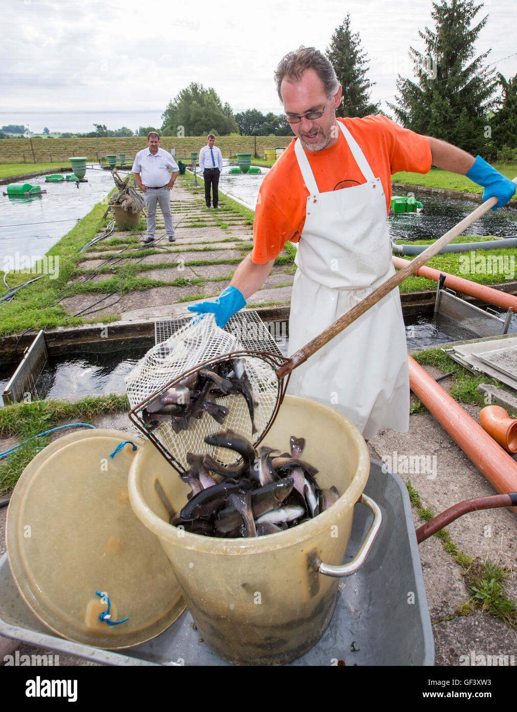 Ustersbach Allemagne 28 Juillet 2016 Eleveur De Poissons Andre Grimm Rassemble Des Truites Arc En Ciel Du Bassin De L Eau Douce Pour Se Vendre A L Elevage De Truites En Ustersbach Allemagne 28 Juillet 2016